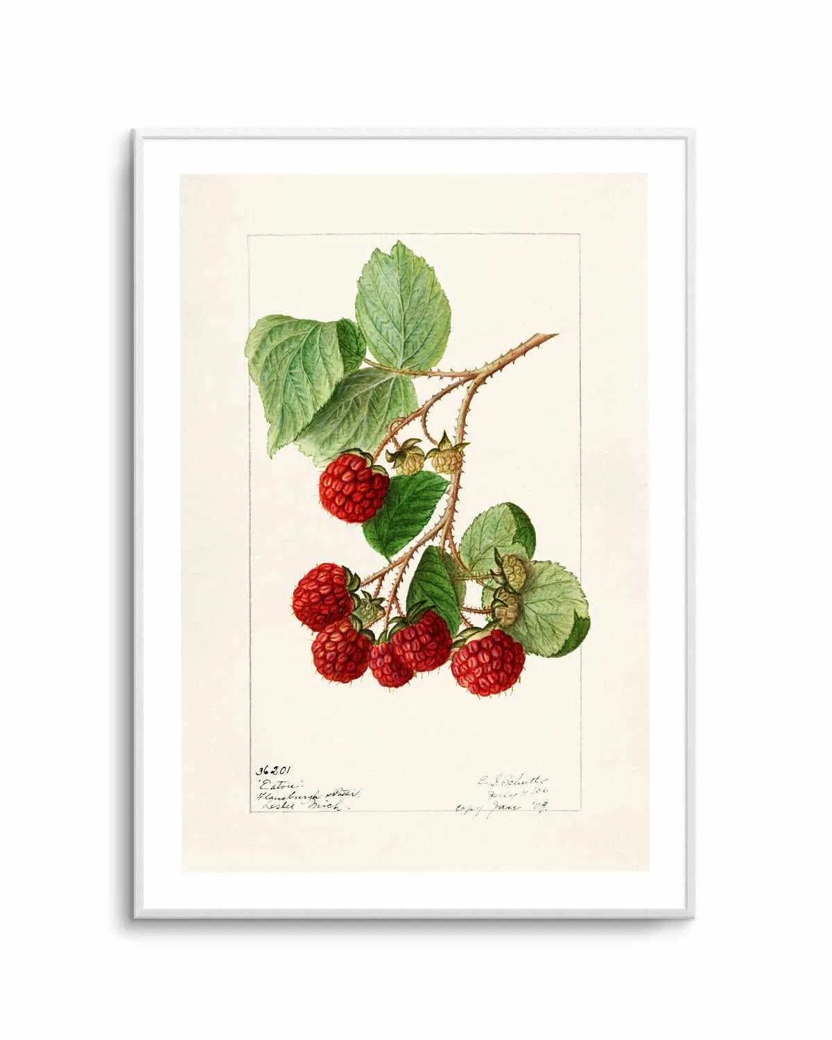 Raspberries Vintage Poster Art Print from Olive et Oriel where you can shop wallpaper and artworks online