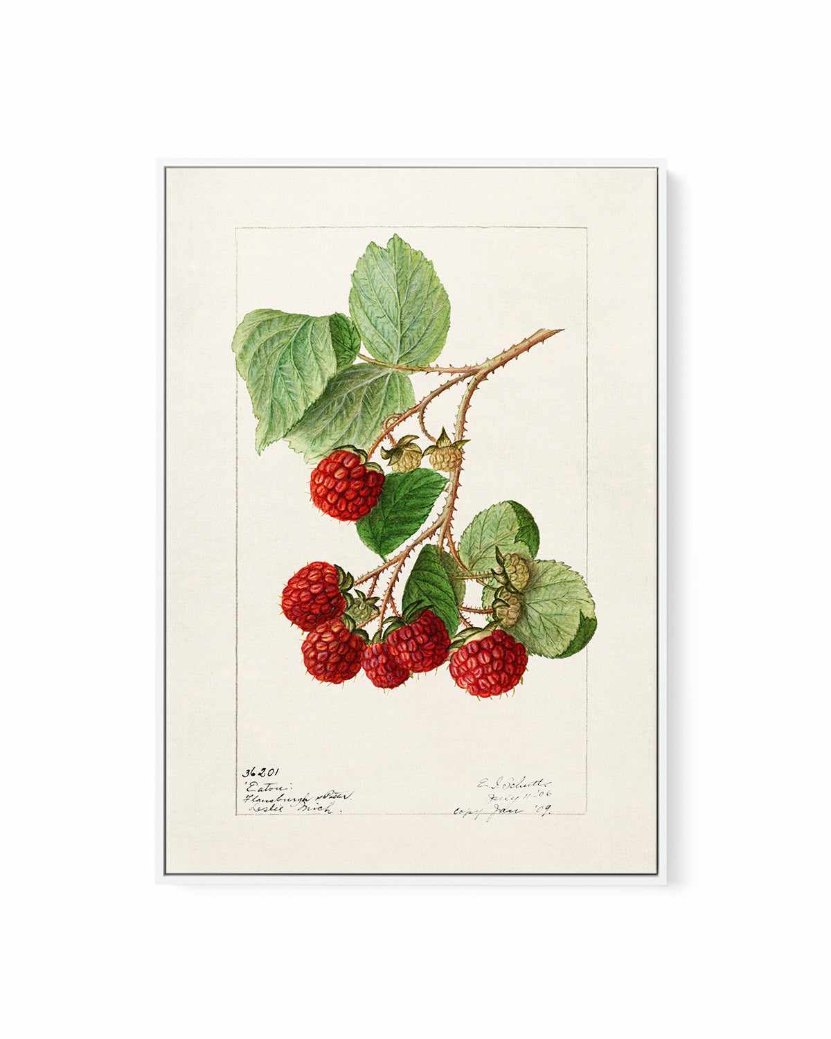 Raspberries Vintage Poster | Framed Canvas Art Print