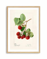 Raspberries Vintage Poster Art Print