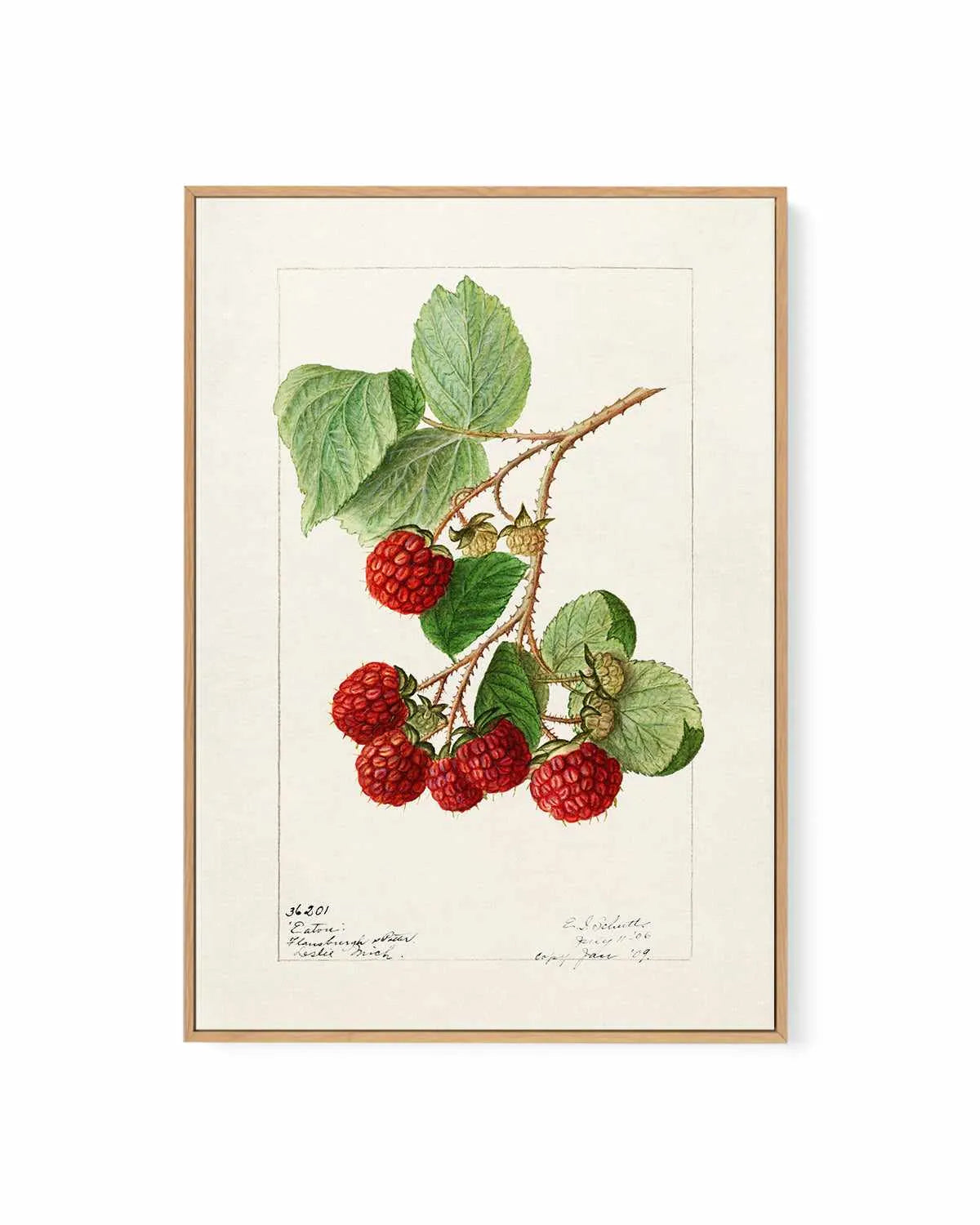 Raspberries Vintage Poster | Framed Canvas Art Print from Olive et Oriel where you can shop wallpaper and artworks online