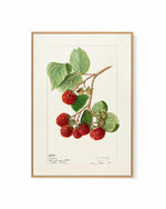 Raspberries Vintage Poster | Framed Canvas Art Print