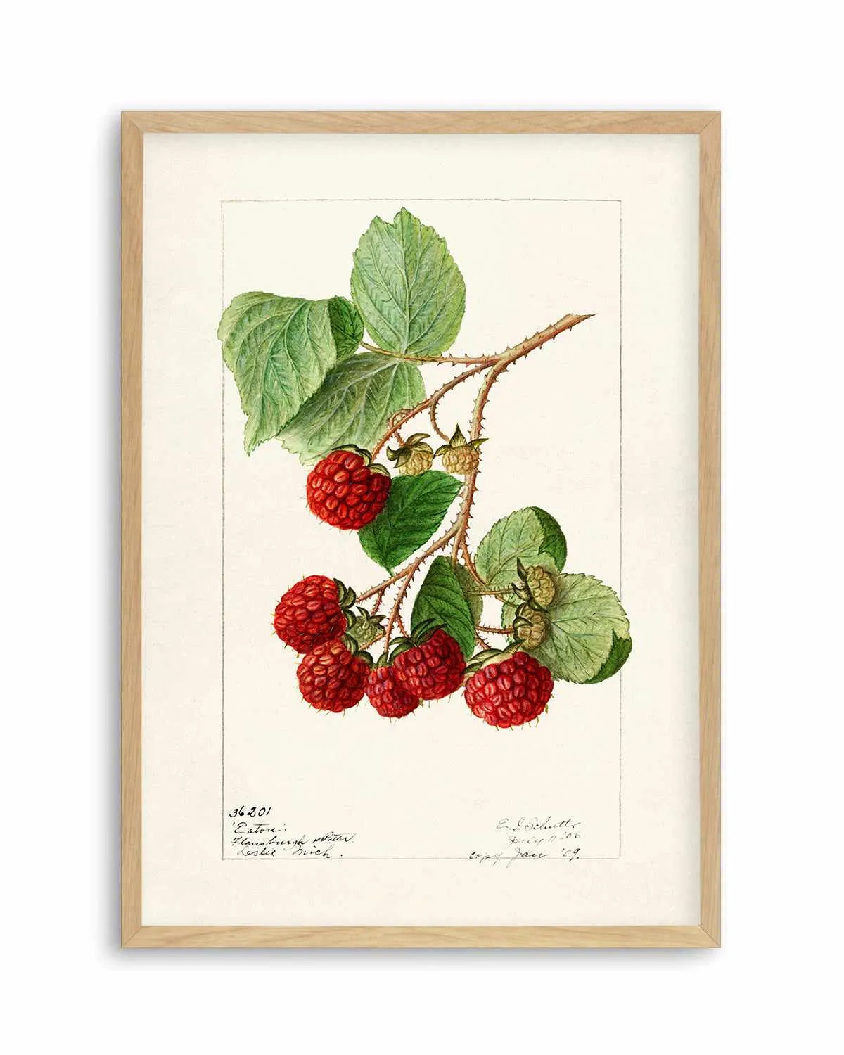 Raspberries Vintage Poster Art Print from Olive et Oriel where you can shop wallpaper and artworks online