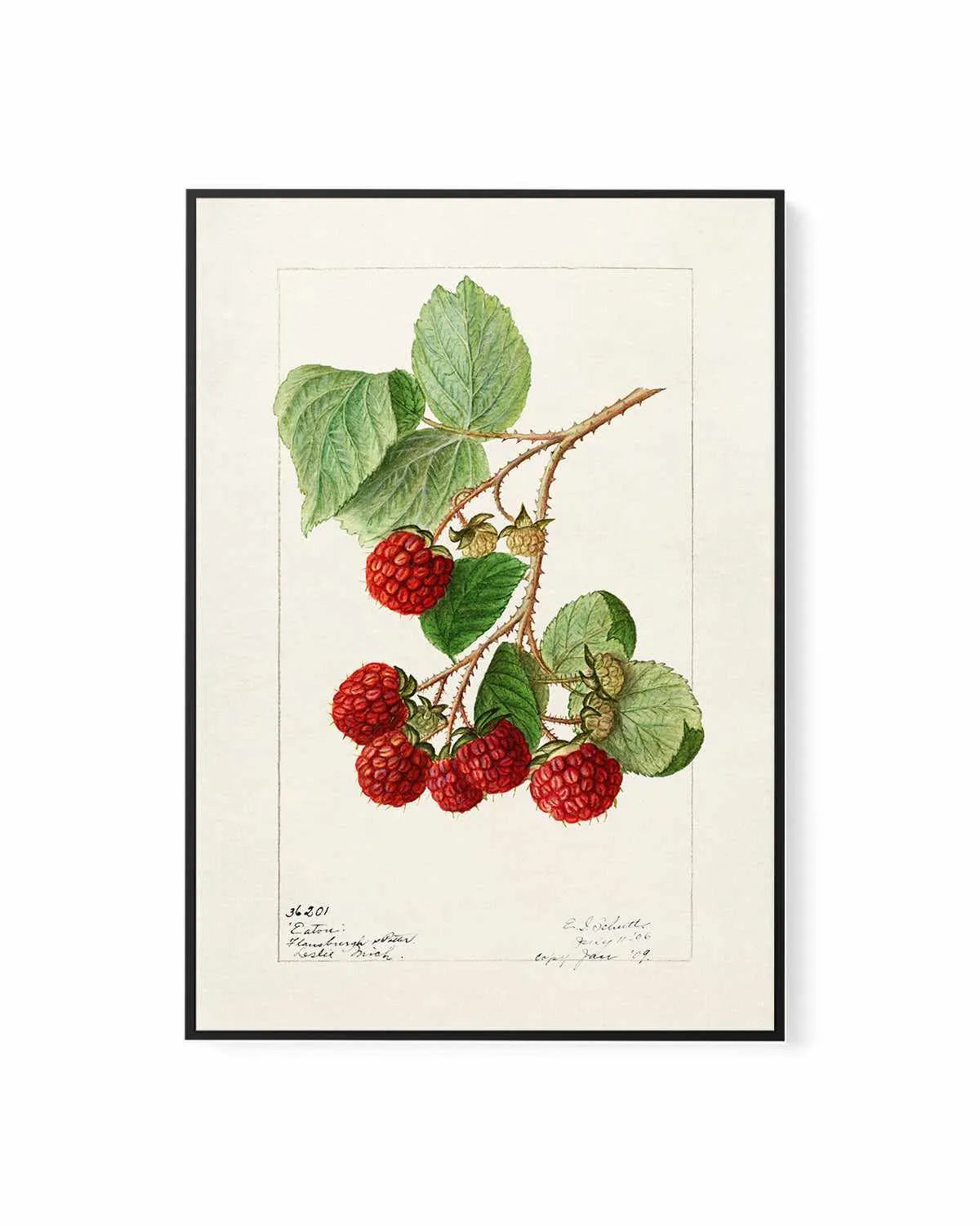 Raspberries Vintage Poster | Framed Canvas Art Print from Olive et Oriel where you can shop wallpaper and artworks online