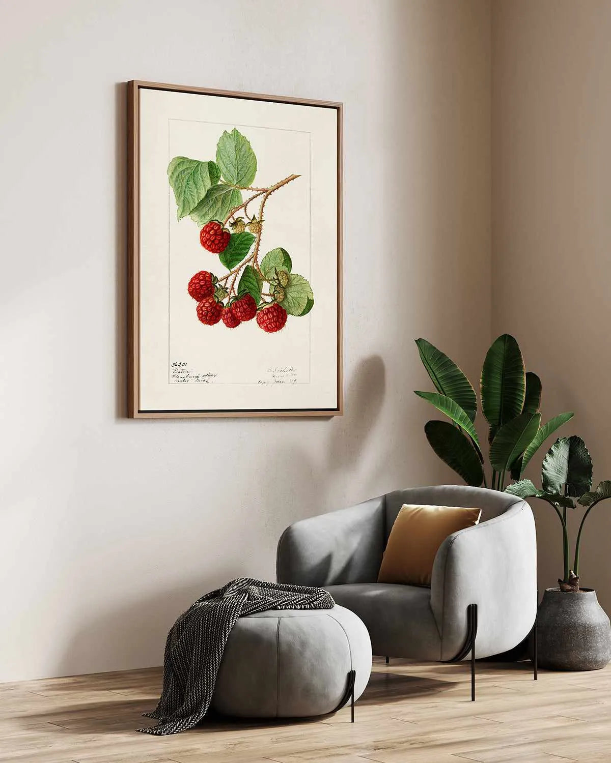 Raspberries Vintage Poster | Framed Canvas Art Print from Olive et Oriel where you can shop wallpaper and artworks online