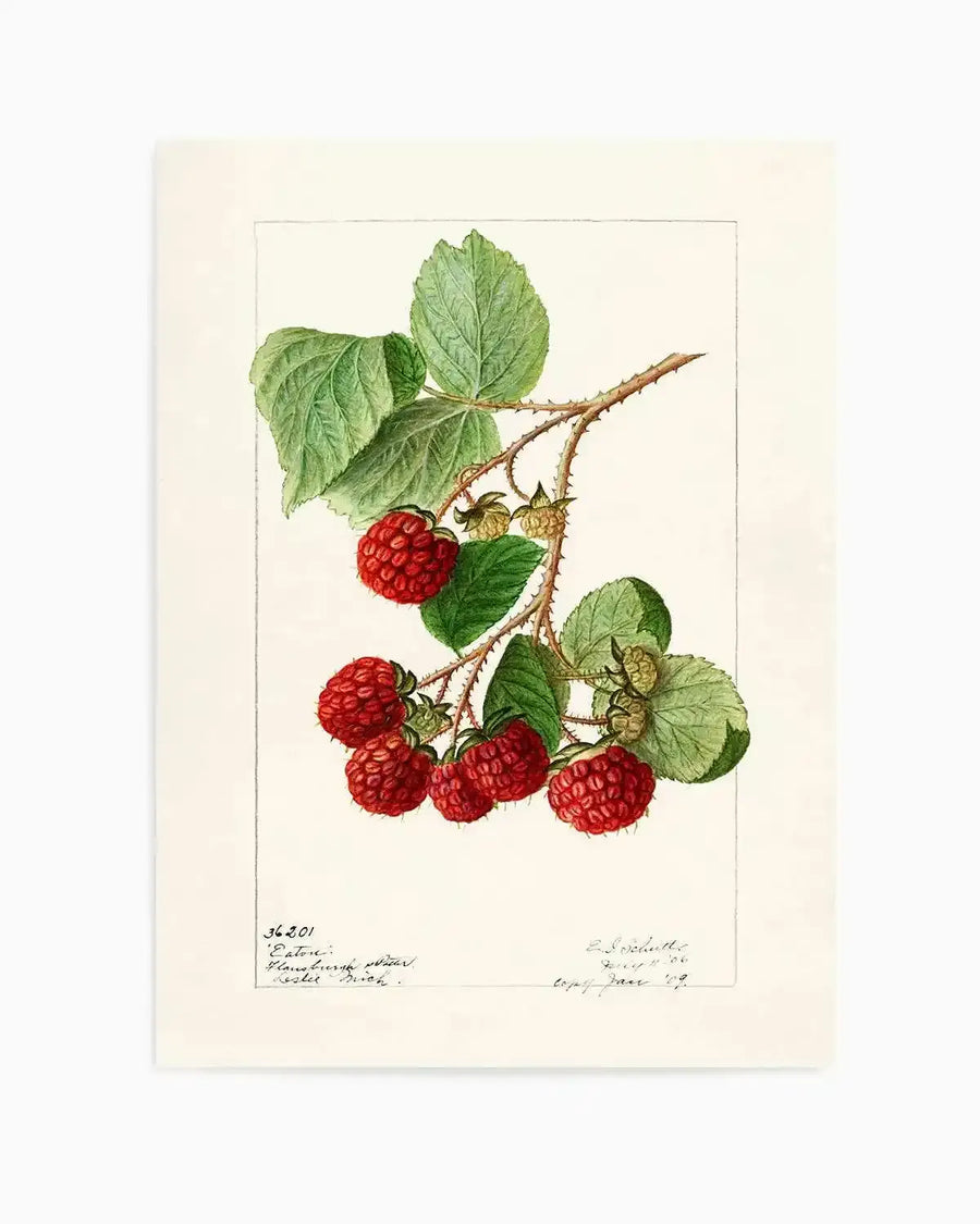Raspberries Vintage Poster Art Print from Olive et Oriel where you can shop wallpaper and artworks online