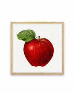 Red Apple Vintage Poster Art Print
