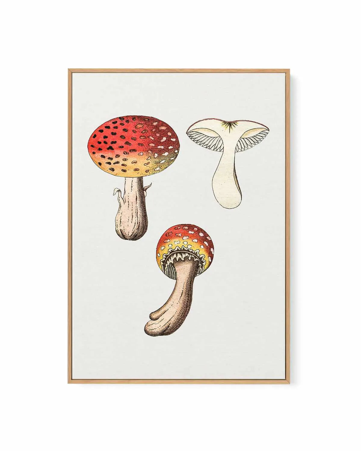 Red Mushroom Vintage Illustration | Framed Canvas Art Print from Olive et Oriel where you can shop wallpaper and artworks online