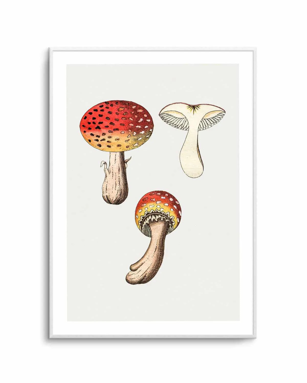Red Mushroom Vintage Illustration Art Print from Olive et Oriel where you can shop wallpaper and artworks online