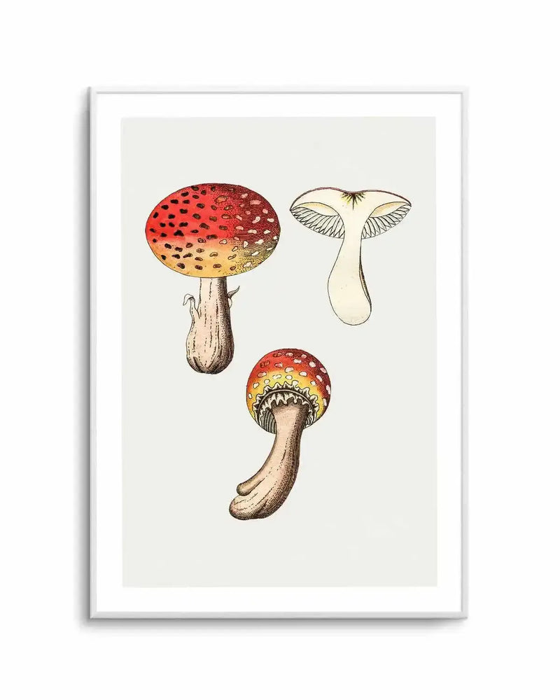 Red Mushroom Vintage Illustration Art Print from Olive et Oriel where you can shop wallpaper and artworks online