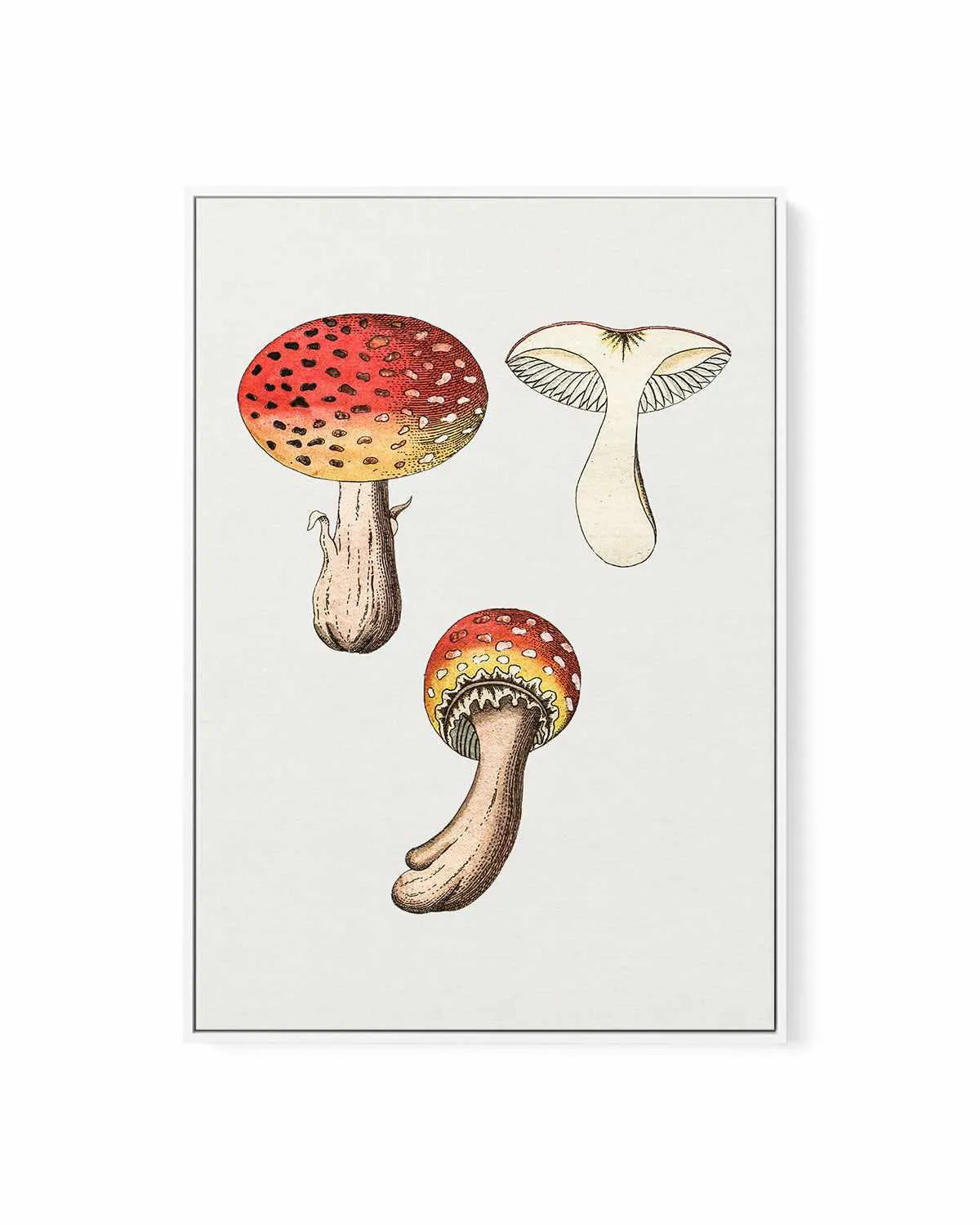 Red Mushroom Vintage Illustration | Framed Canvas Art Print from Olive et Oriel where you can shop wallpaper and artworks online