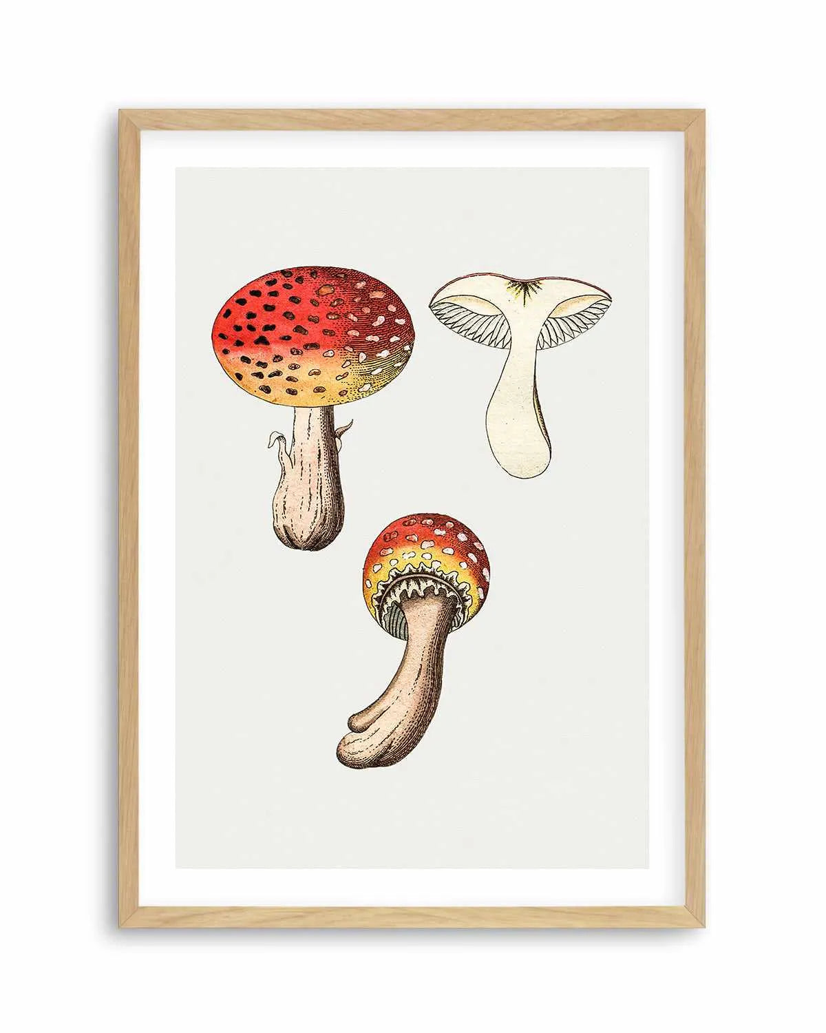 Red Mushroom Vintage Illustration Art Print from Olive et Oriel where you can shop wallpaper and artworks online