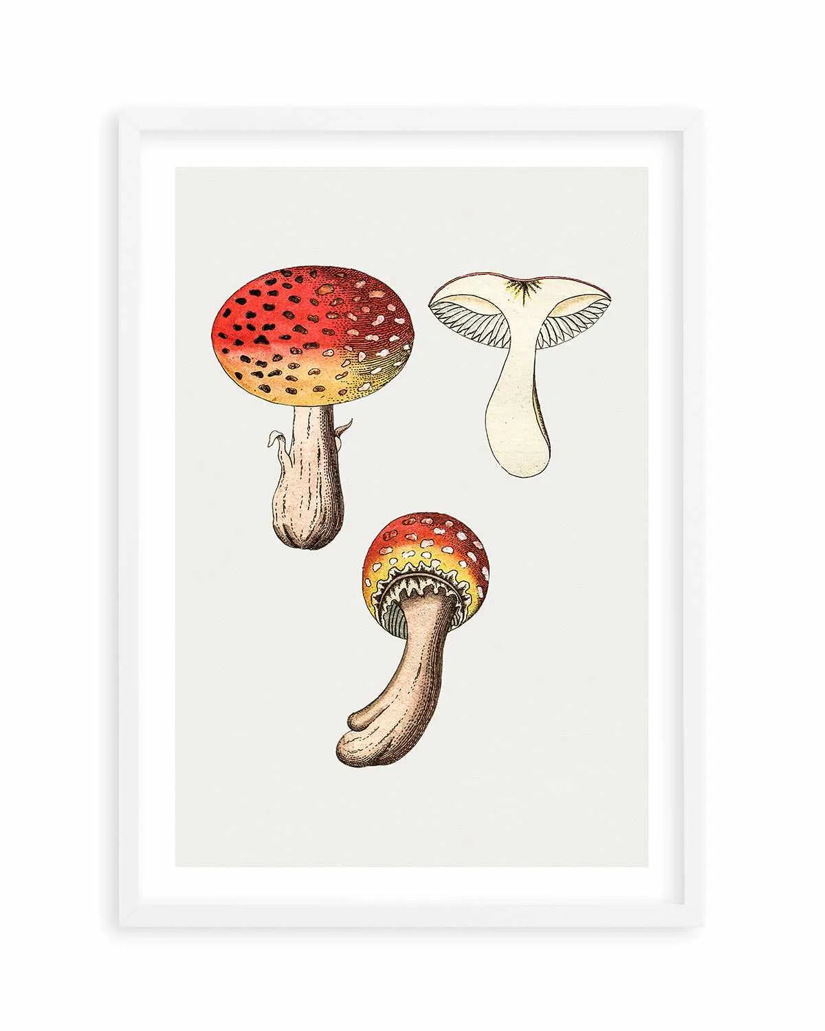 Red Mushroom Vintage Illustration Art Print from Olive et Oriel where you can shop wallpaper and artworks online