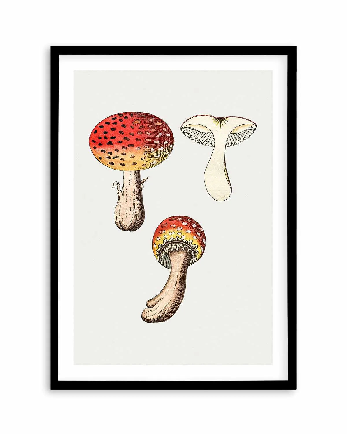 Red Mushroom Vintage Illustration Art Print from Olive et Oriel where you can shop wallpaper and artworks online