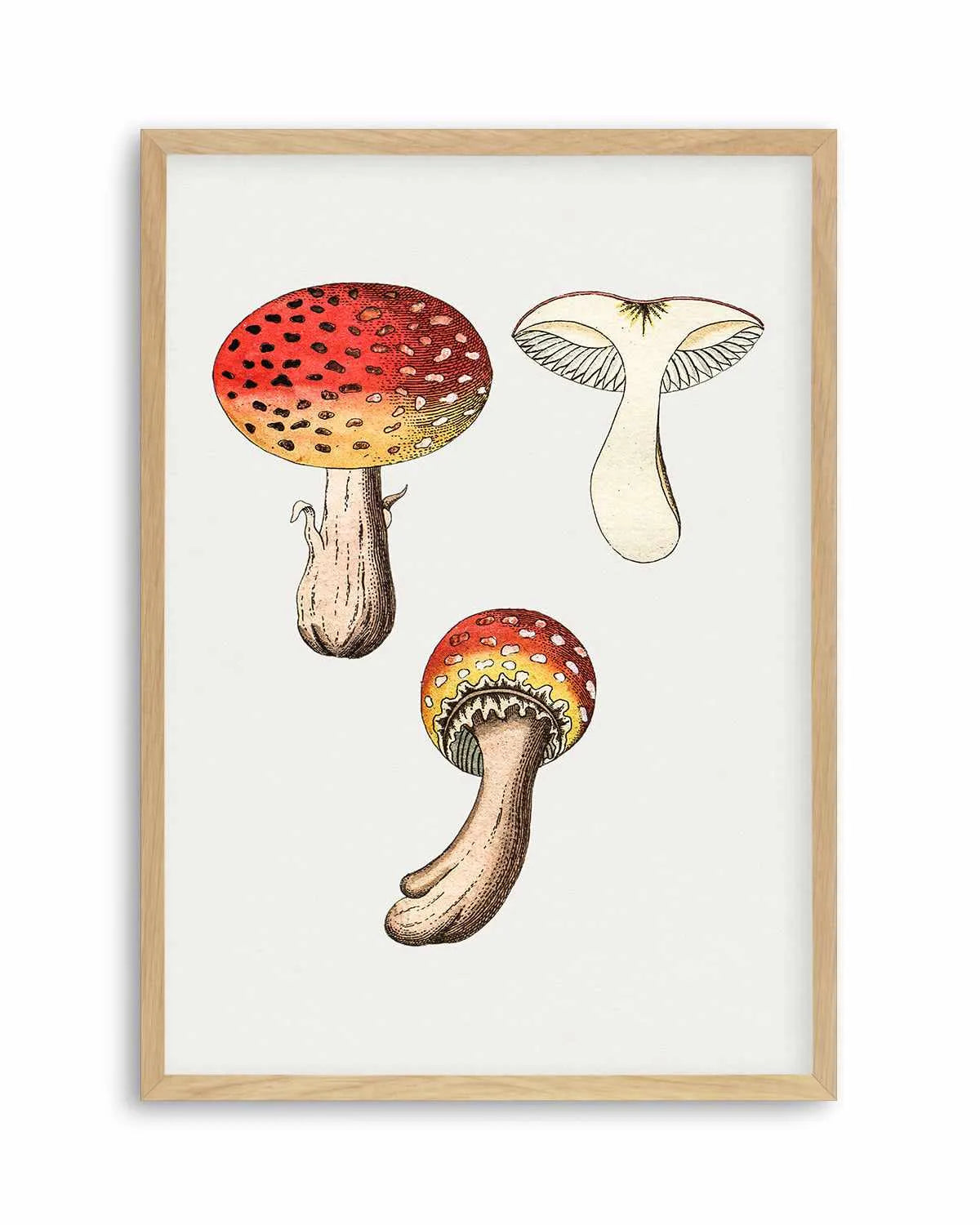 Red Mushroom Vintage Illustration Art Print from Olive et Oriel where you can shop wallpaper and artworks online