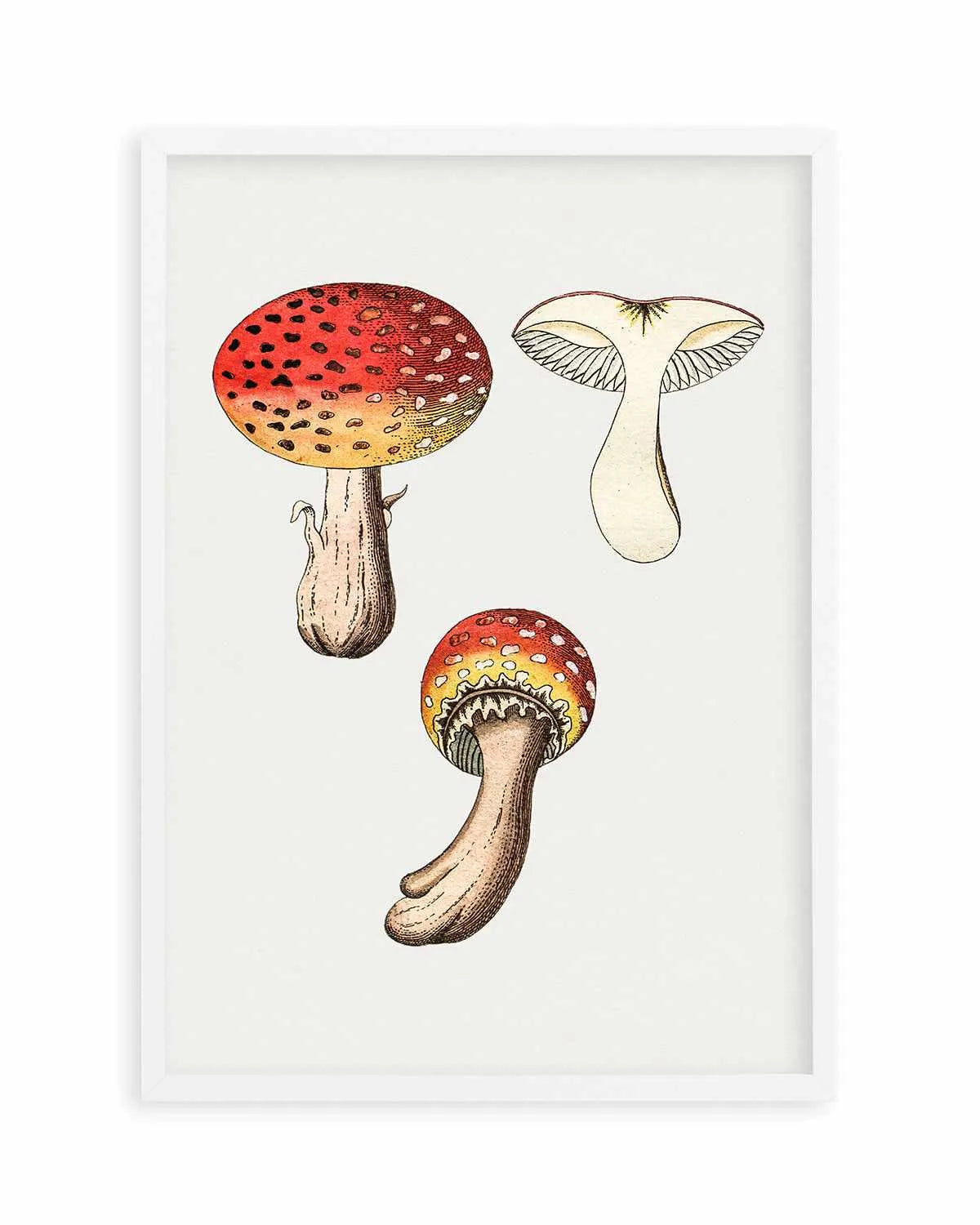 Red Mushroom Vintage Illustration Art Print from Olive et Oriel where you can shop wallpaper and artworks online