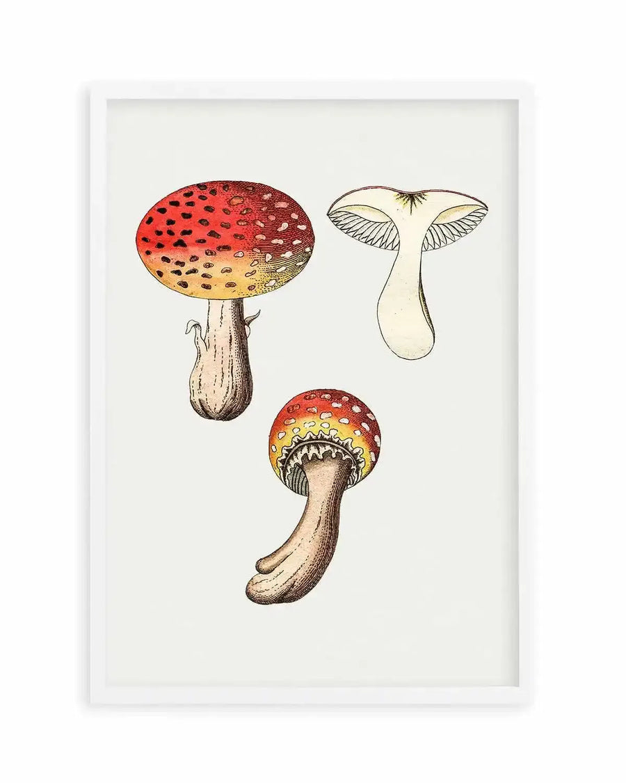 Red Mushroom Vintage Illustration Art Print from Olive et Oriel where you can shop wallpaper and artworks online