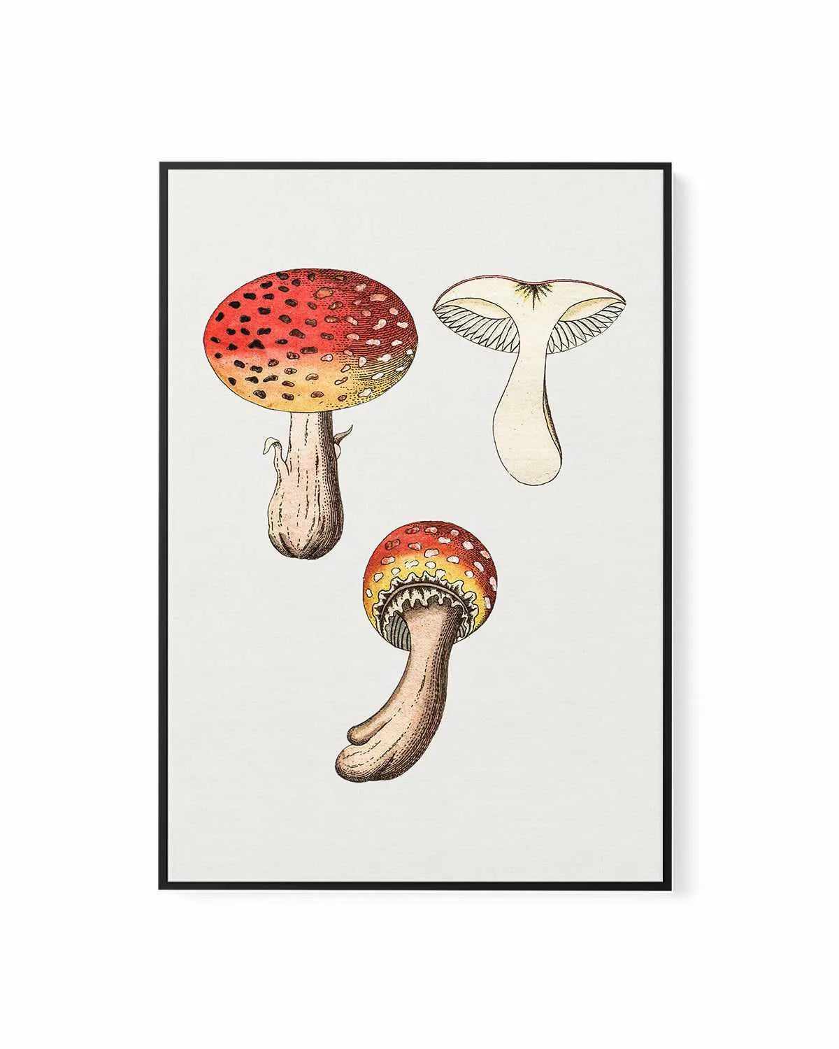 Red Mushroom Vintage Illustration | Framed Canvas Art Print from Olive et Oriel where you can shop wallpaper and artworks online