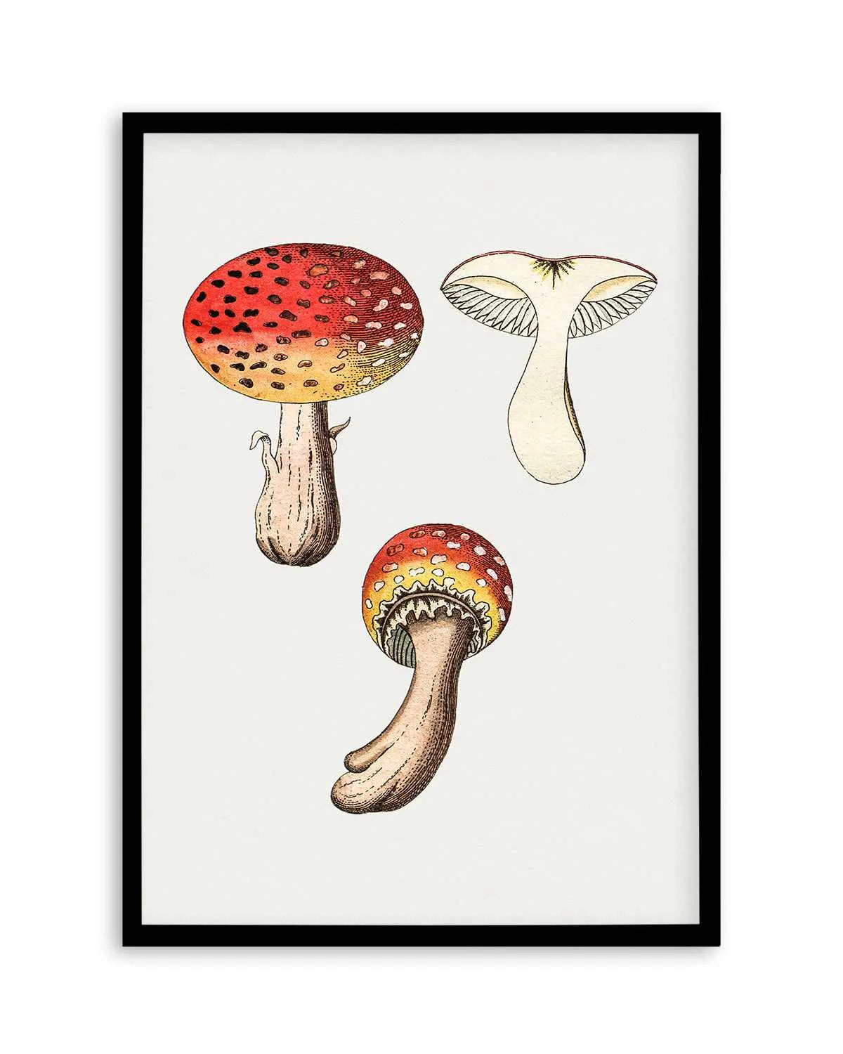 Red Mushroom Vintage Illustration Art Print from Olive et Oriel where you can shop wallpaper and artworks online