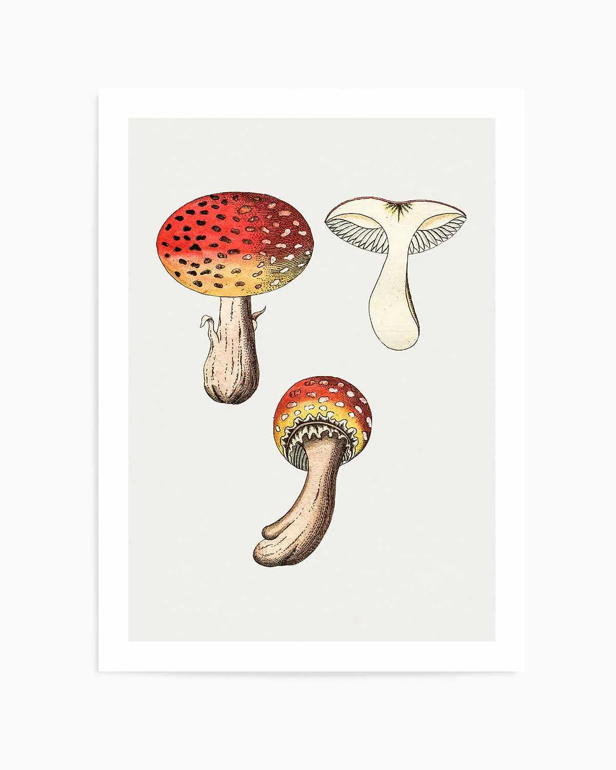 Red Mushroom Vintage Illustration Art Print from Olive et Oriel where you can shop wallpaper and artworks online