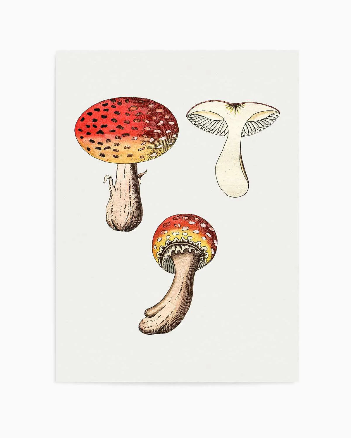 Red Mushroom Vintage Illustration Art Print from Olive et Oriel where you can shop wallpaper and artworks online