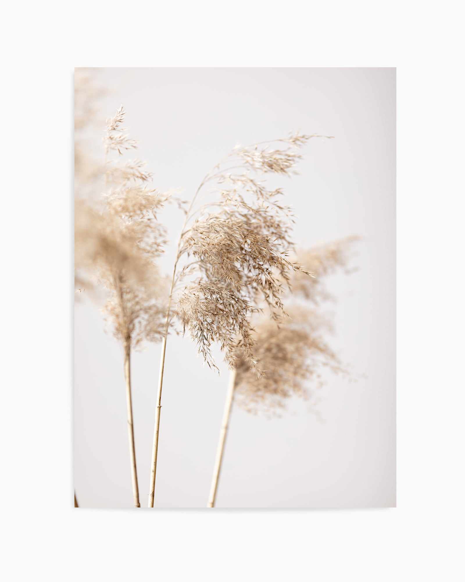 Reed Grass Grey IX By Studio III | Art Print from Olive et Oriel where you can shop wallpaper and artworks online