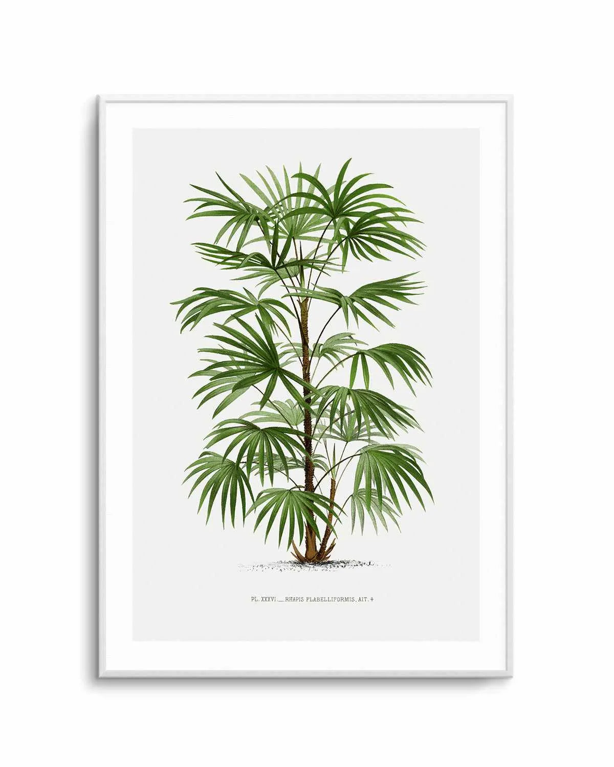 Rhapis Flabelliformis Vintage Palm Poster Art Print from Olive et Oriel where you can shop wallpaper and artworks online