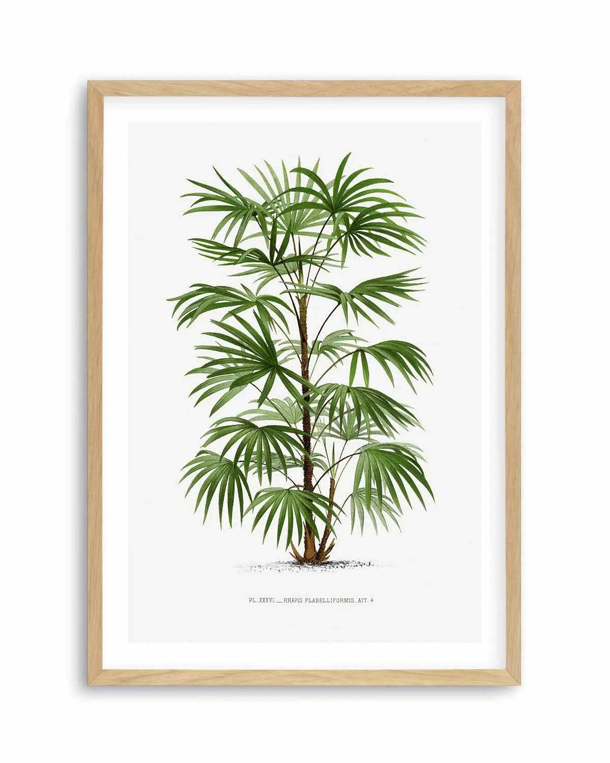 Rhapis Flabelliformis Vintage Palm Poster Art Print from Olive et Oriel where you can shop wallpaper and artworks online