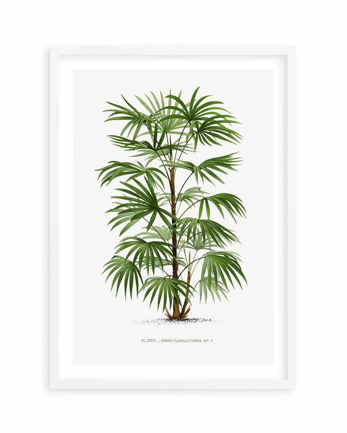 Rhapis Flabelliformis Vintage Palm Poster Art Print from Olive et Oriel where you can shop wallpaper and artworks online