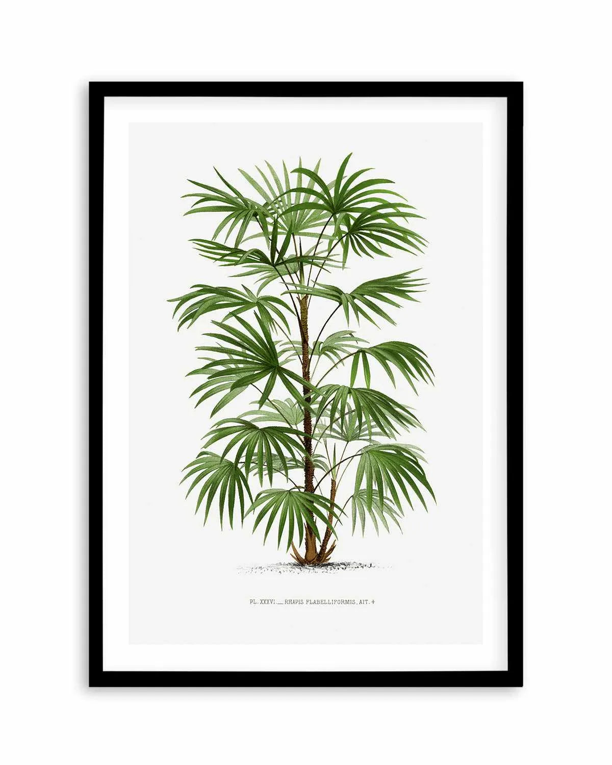 Rhapis Flabelliformis Vintage Palm Poster Art Print from Olive et Oriel where you can shop wallpaper and artworks online