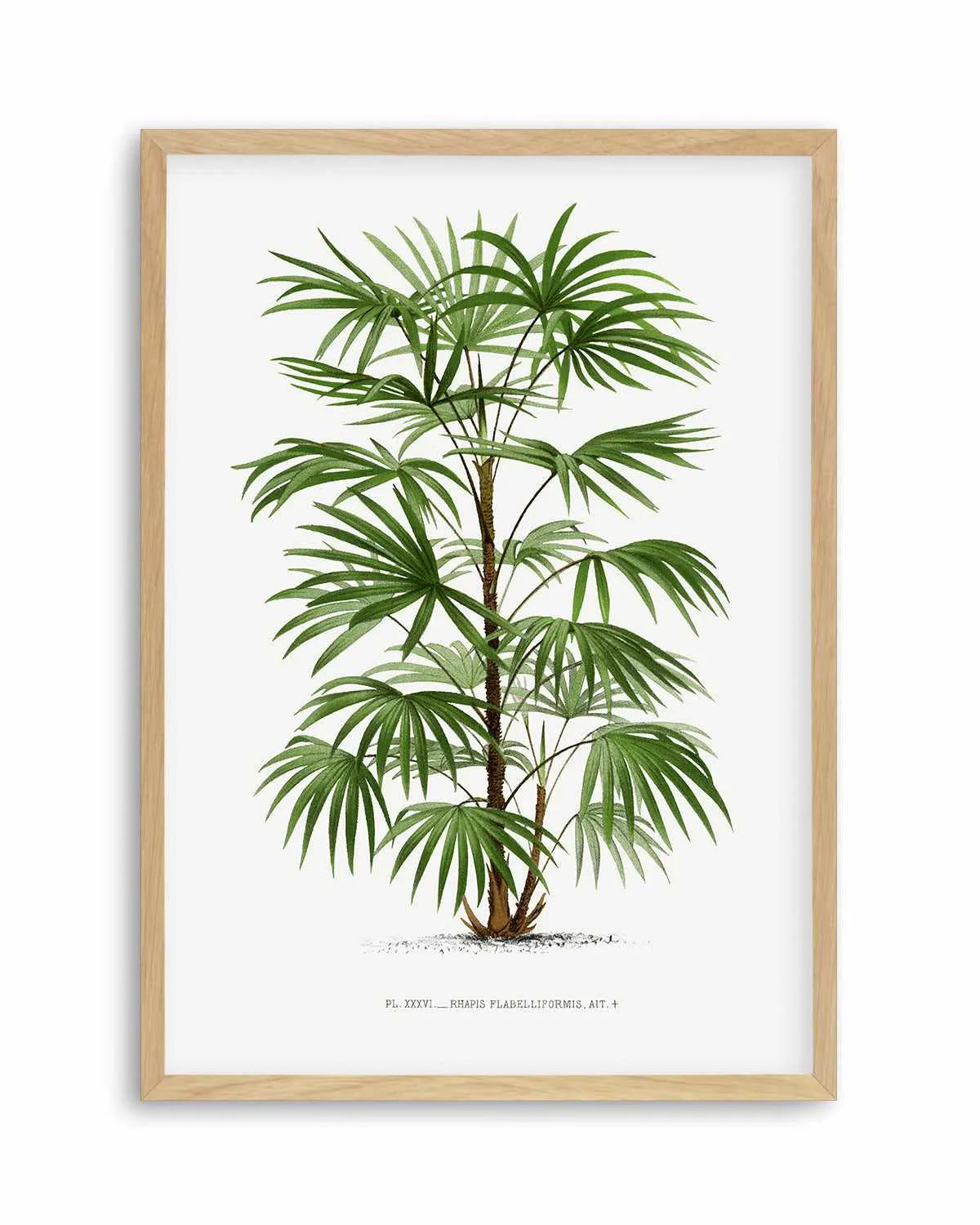 Rhapis Flabelliformis Vintage Palm Poster Art Print from Olive et Oriel where you can shop wallpaper and artworks online