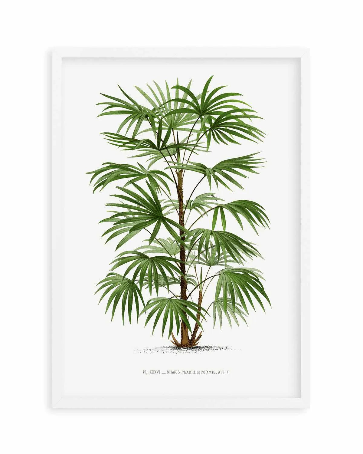 Rhapis Flabelliformis Vintage Palm Poster Art Print from Olive et Oriel where you can shop wallpaper and artworks online