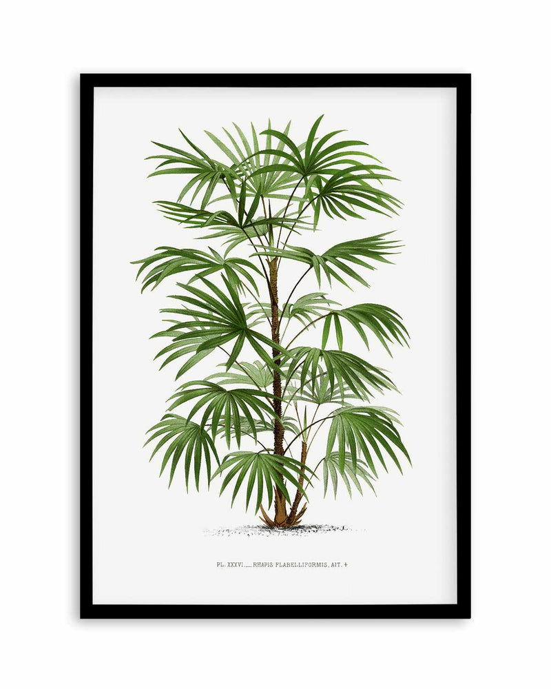 Rhapis Flabelliformis Vintage Palm Poster Art Print