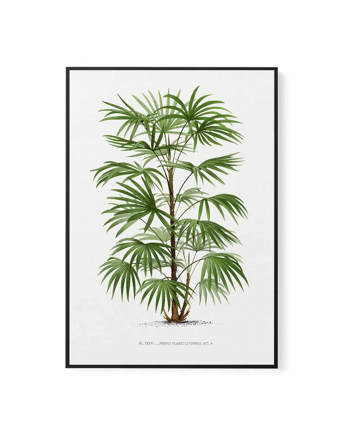Rhapis Flabelliformis Vintage Palm Poster | Framed Canvas Art Print from Olive et Oriel where you can shop wallpaper and artworks online