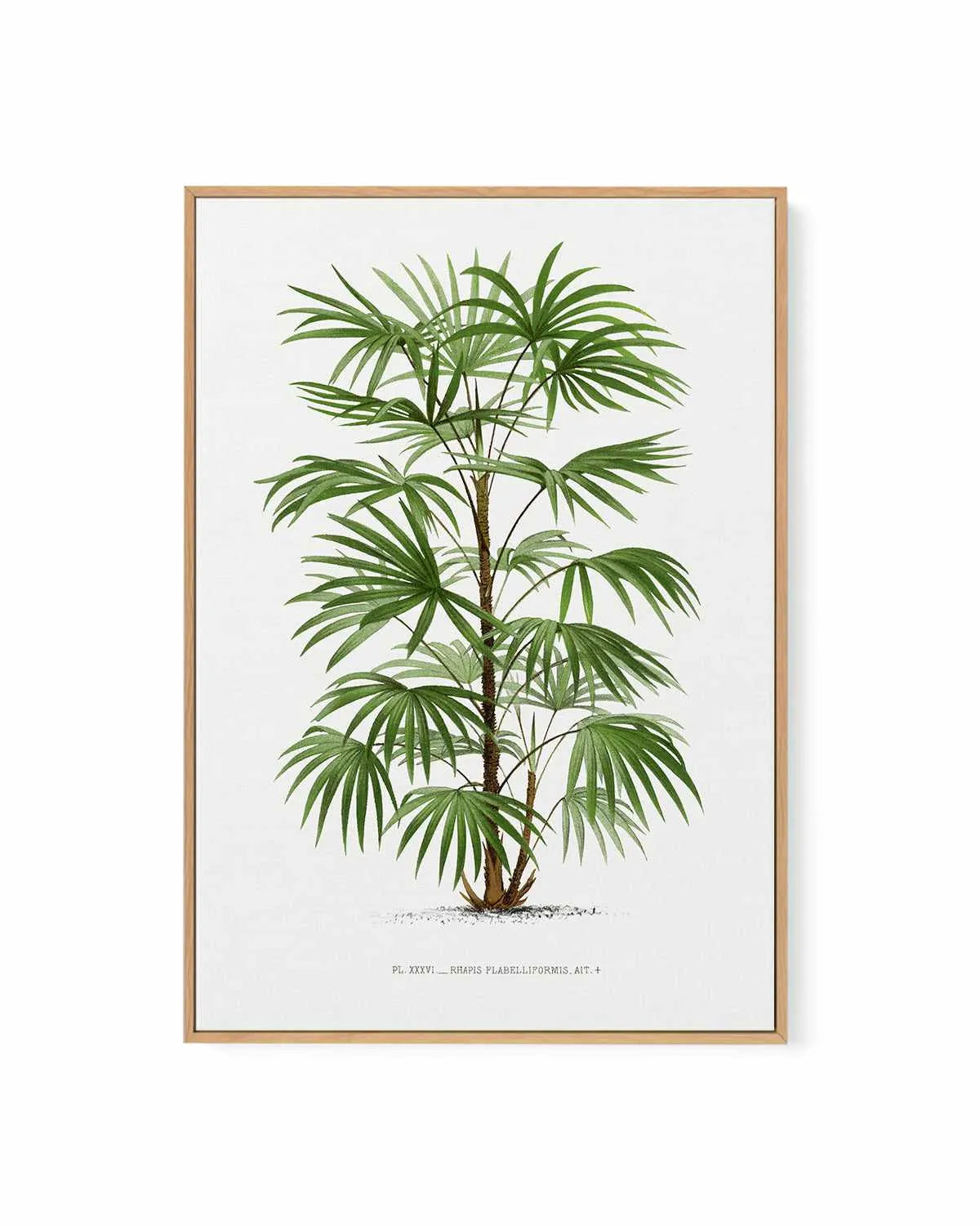 Rhapis Flabelliformis Vintage Palm Poster | Framed Canvas Art Print from Olive et Oriel where you can shop wallpaper and artworks online