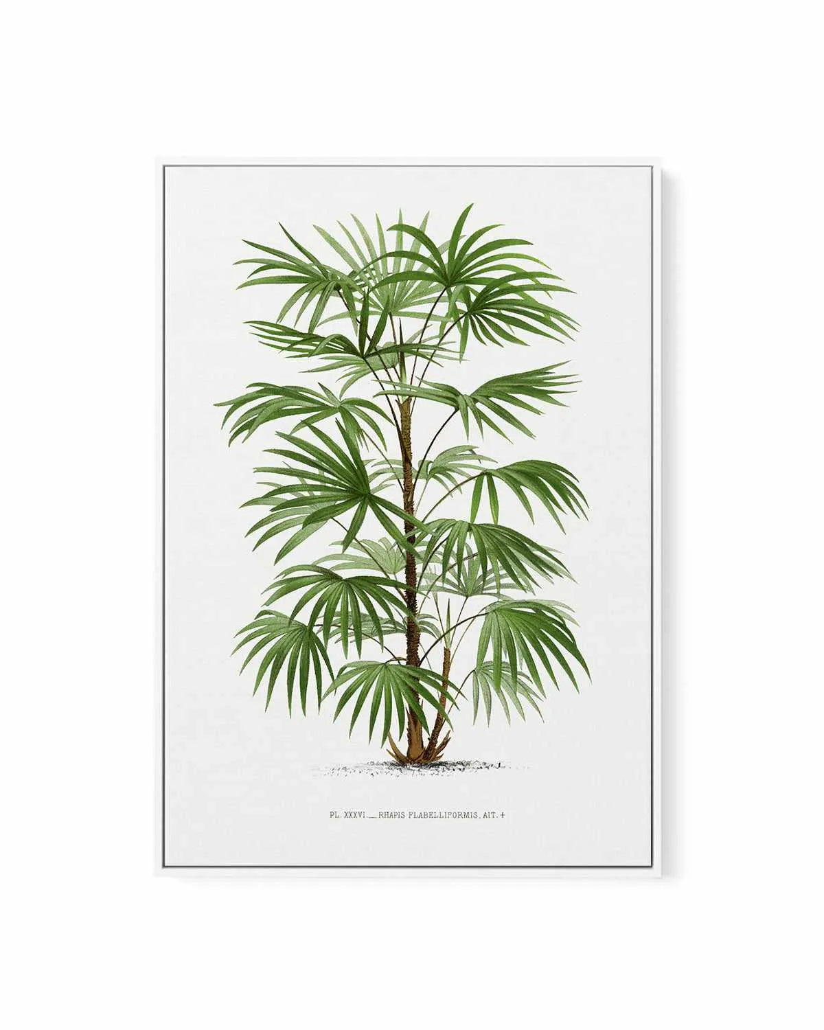 Rhapis Flabelliformis Vintage Palm Poster | Framed Canvas Art Print from Olive et Oriel where you can shop wallpaper and artworks online