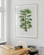 Rhapis Flabelliformis Vintage Palm Poster Art Print
