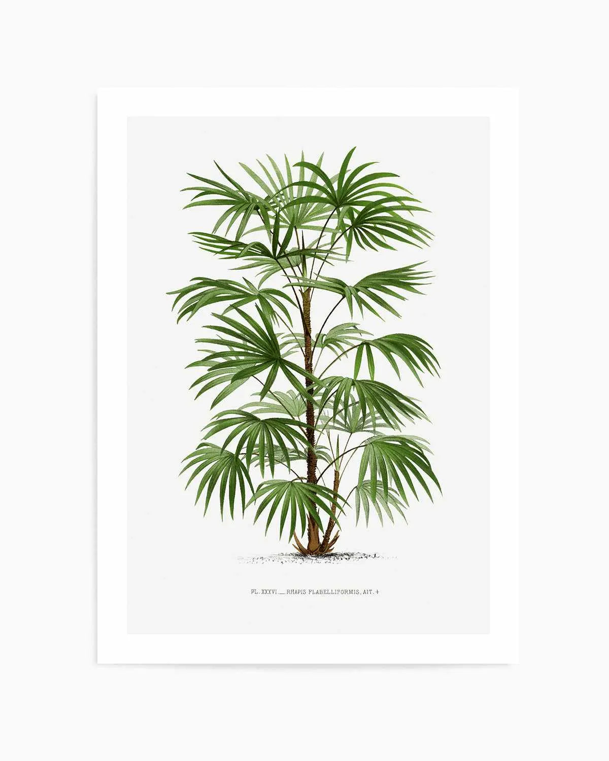 Rhapis Flabelliformis Vintage Palm Poster Art Print from Olive et Oriel where you can shop wallpaper and artworks online