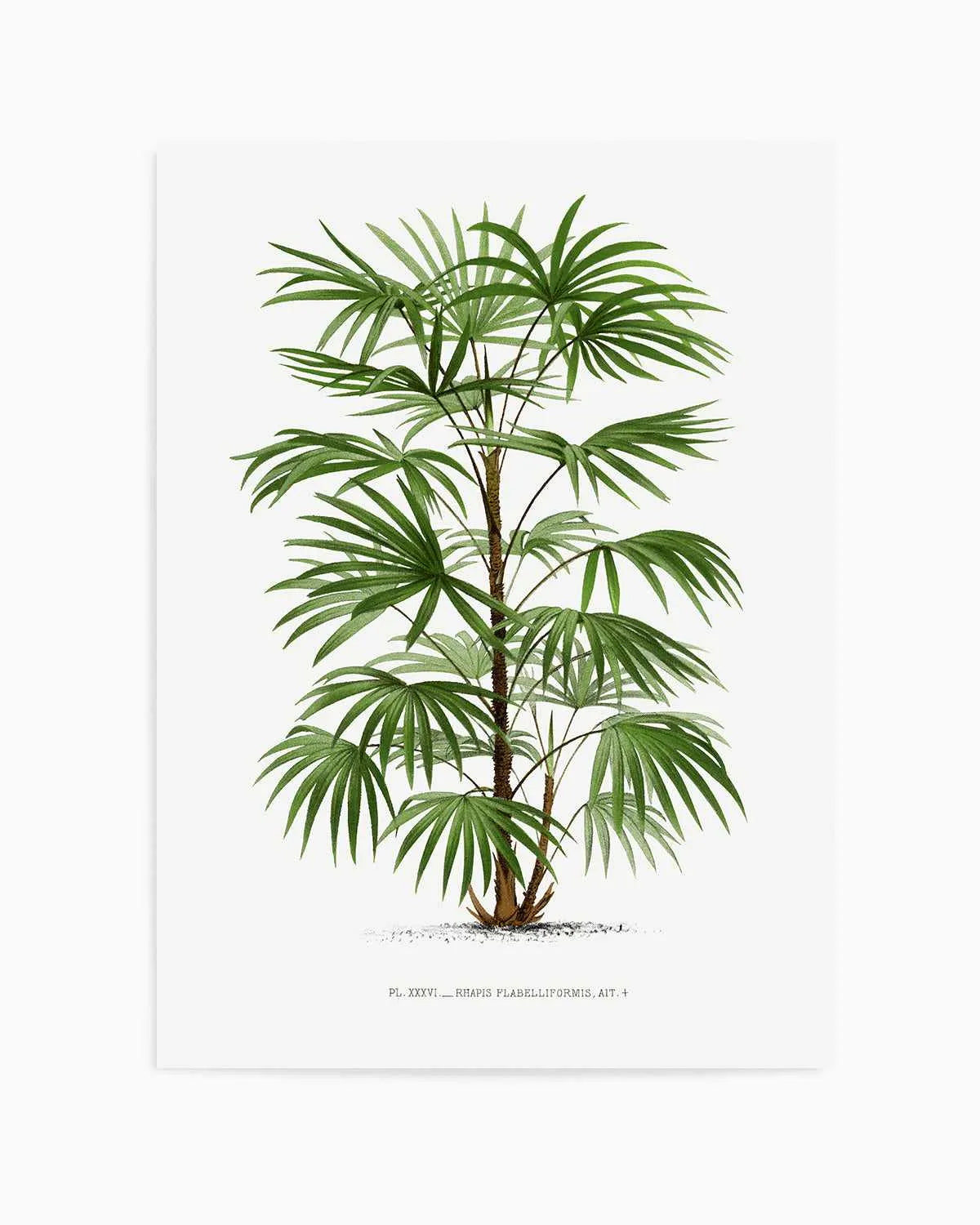Rhapis Flabelliformis Vintage Palm Poster Art Print from Olive et Oriel where you can shop wallpaper and artworks online