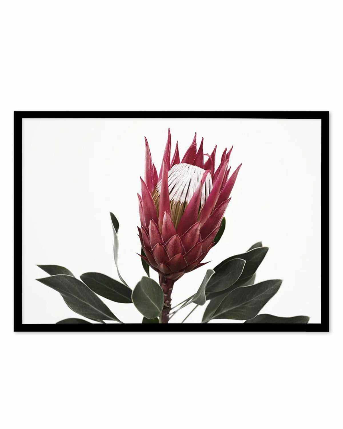 Rouge Protea Art Print