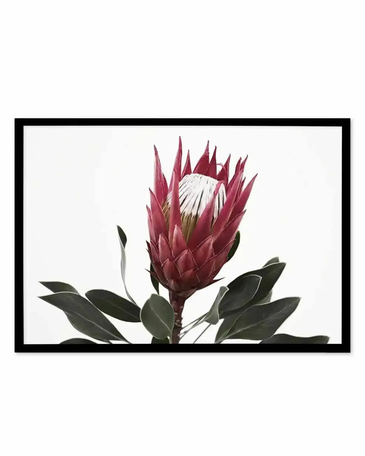Rouge Protea Art Print from Olive et Oriel where you can shop wallpaper and artworks online