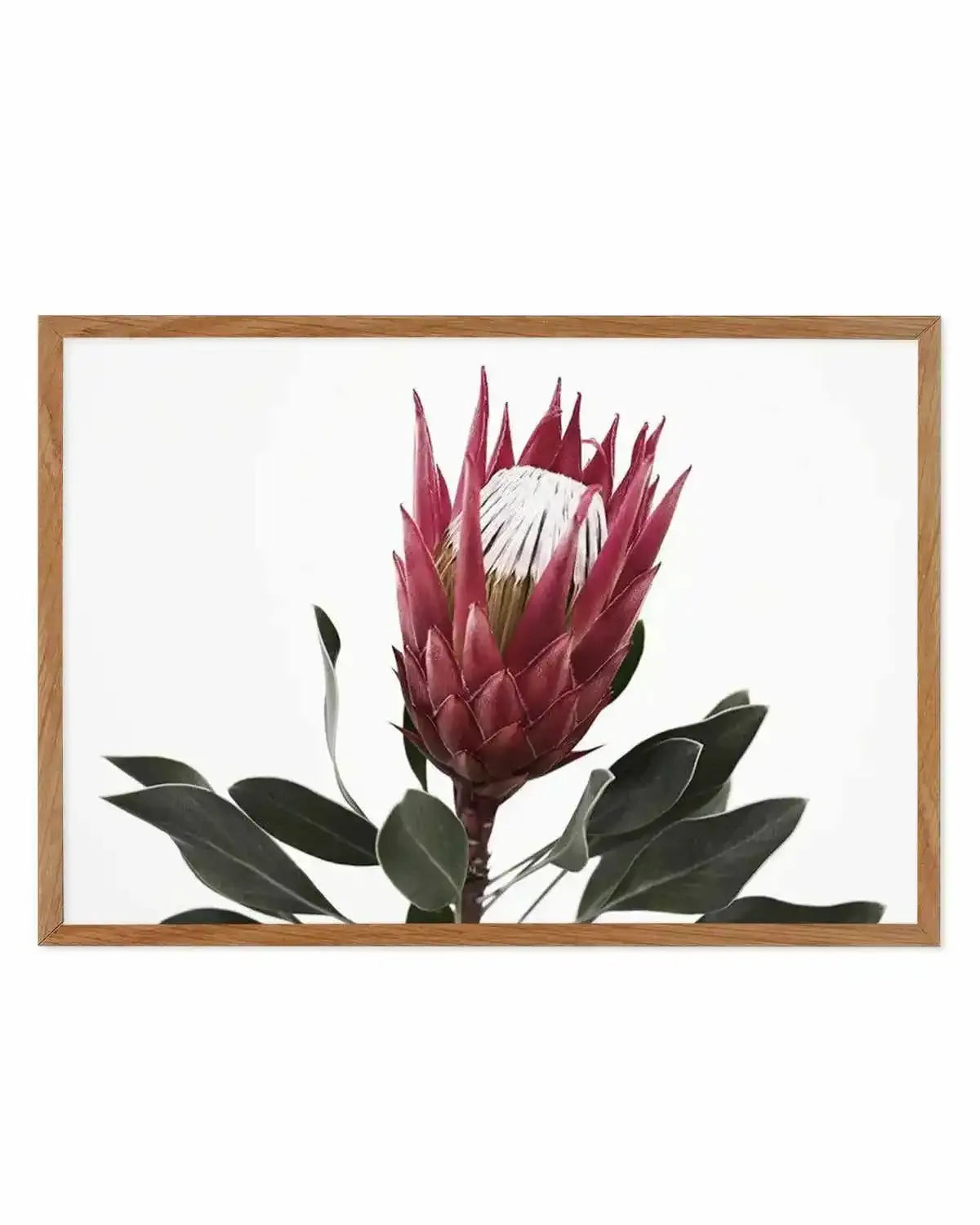 Rouge Protea Art Print from Olive et Oriel where you can shop wallpaper and artworks online