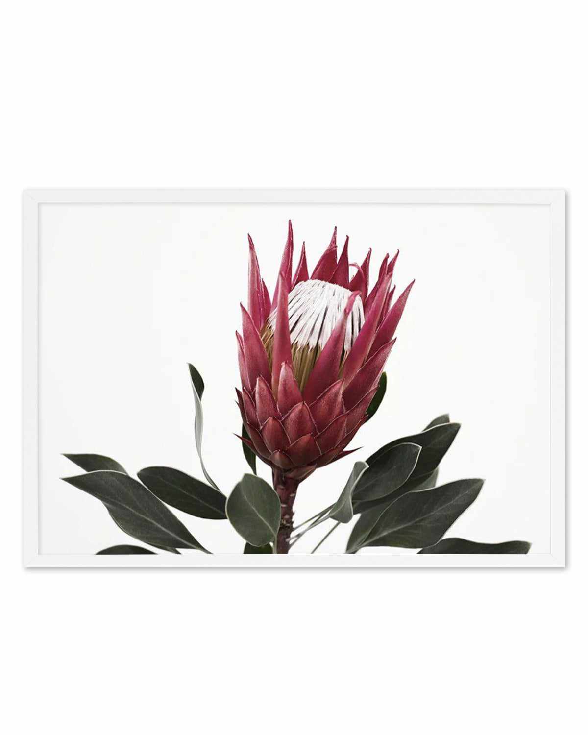 Rouge Protea Art Print