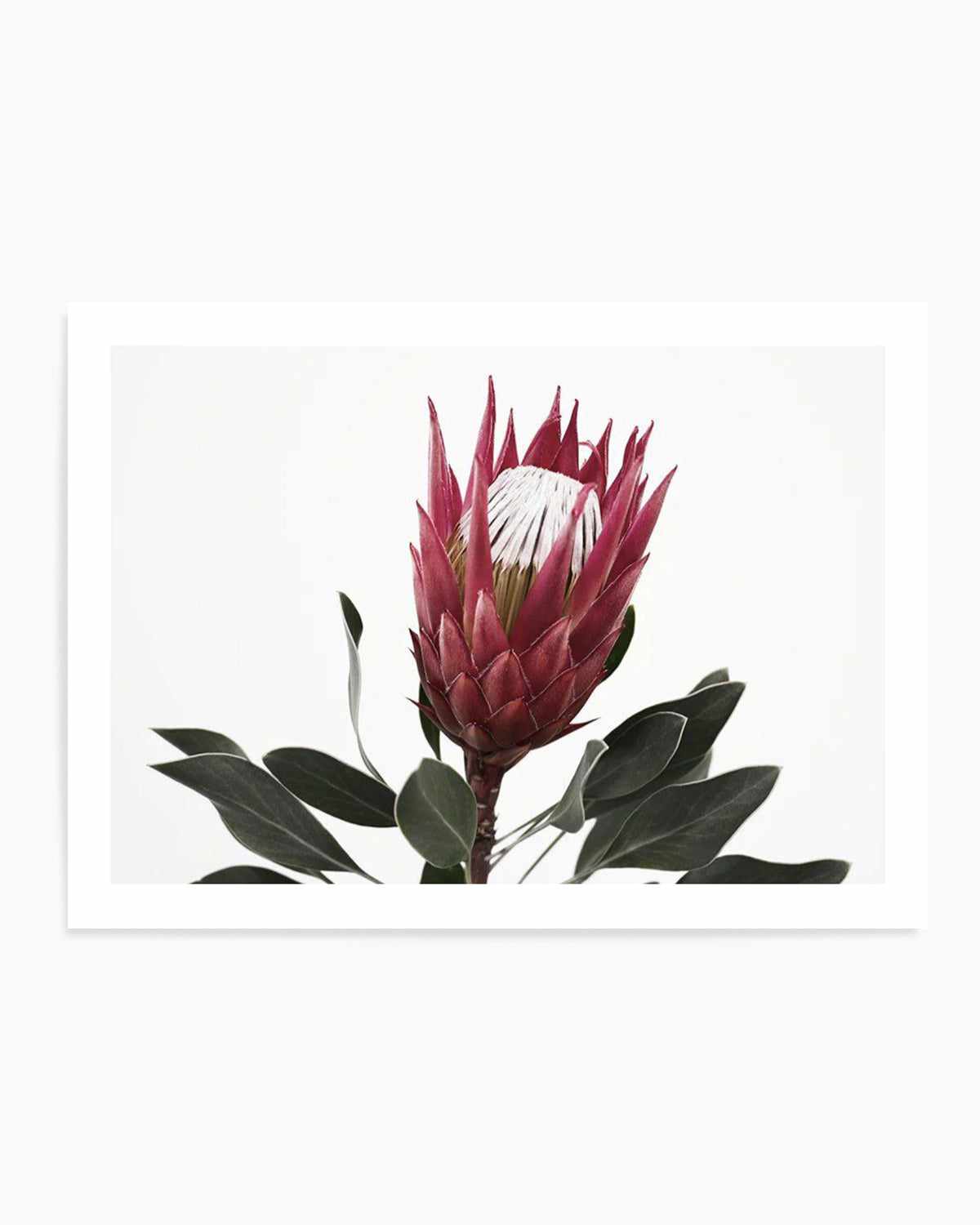 Rouge Protea Art Print