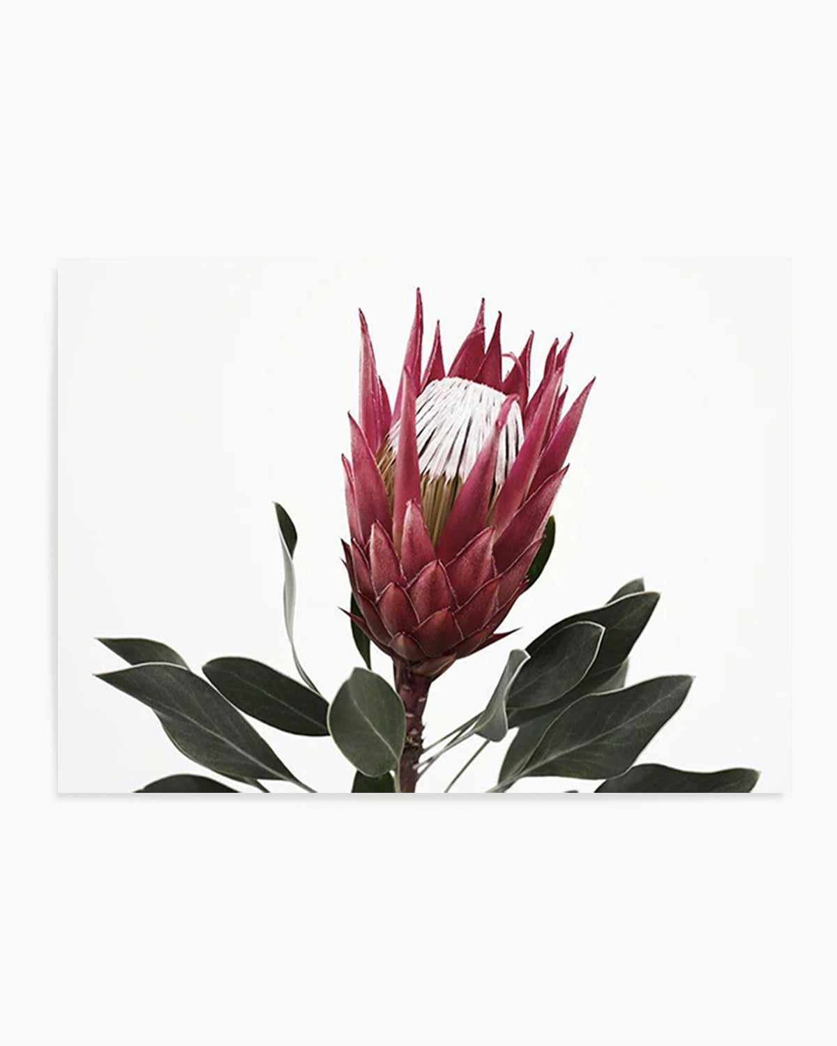 Rouge Protea Art Print