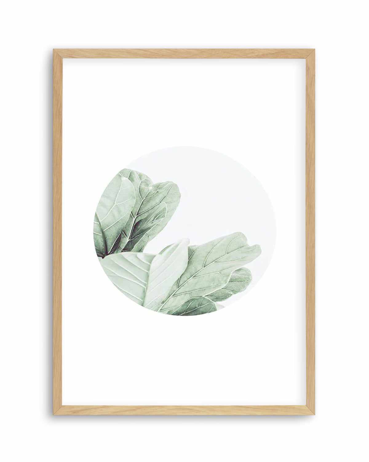 Round Fig Art Print