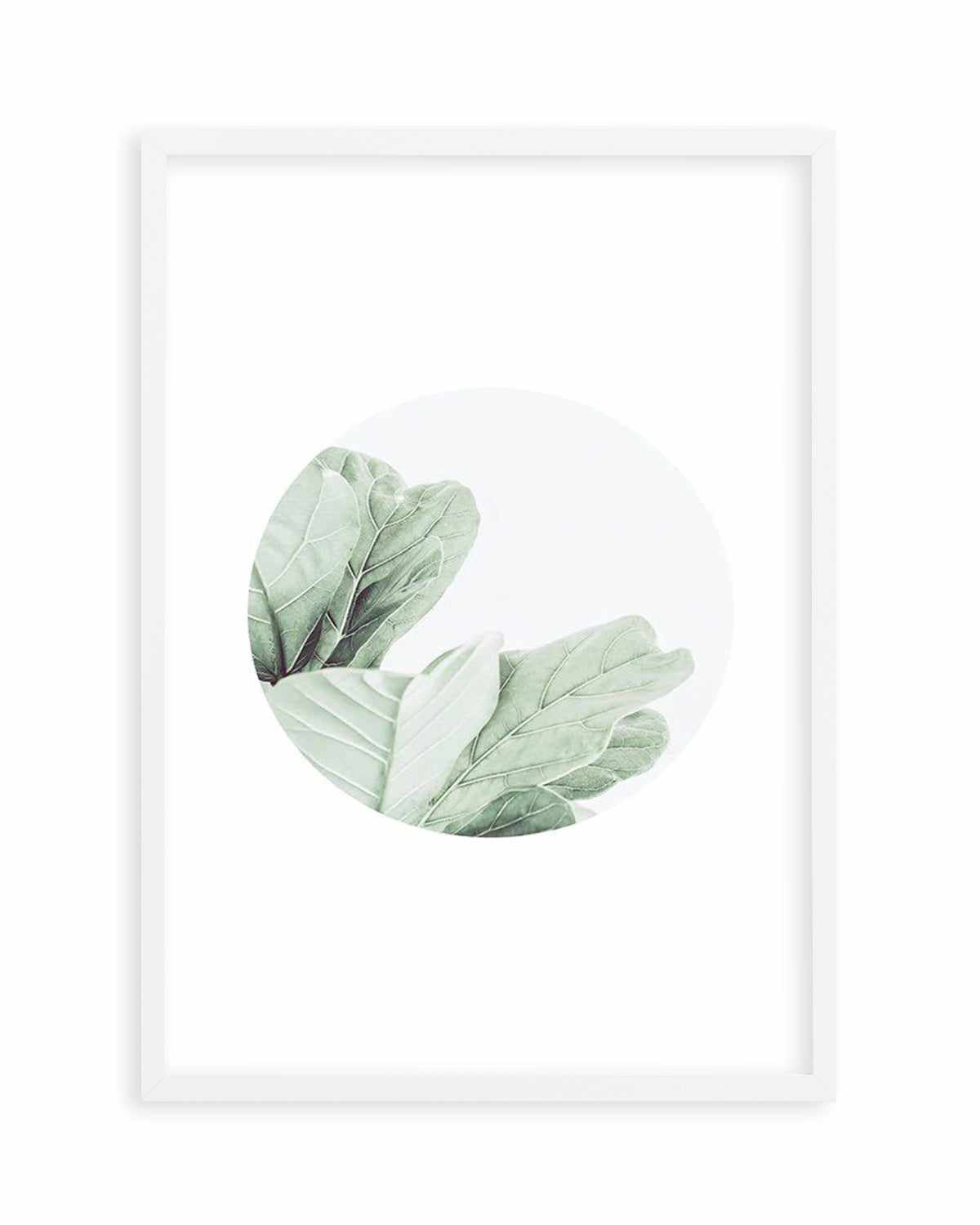 Round Fig Art Print