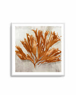 Rustic Coral I Art Print