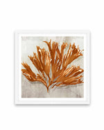 Rustic Coral I Art Print