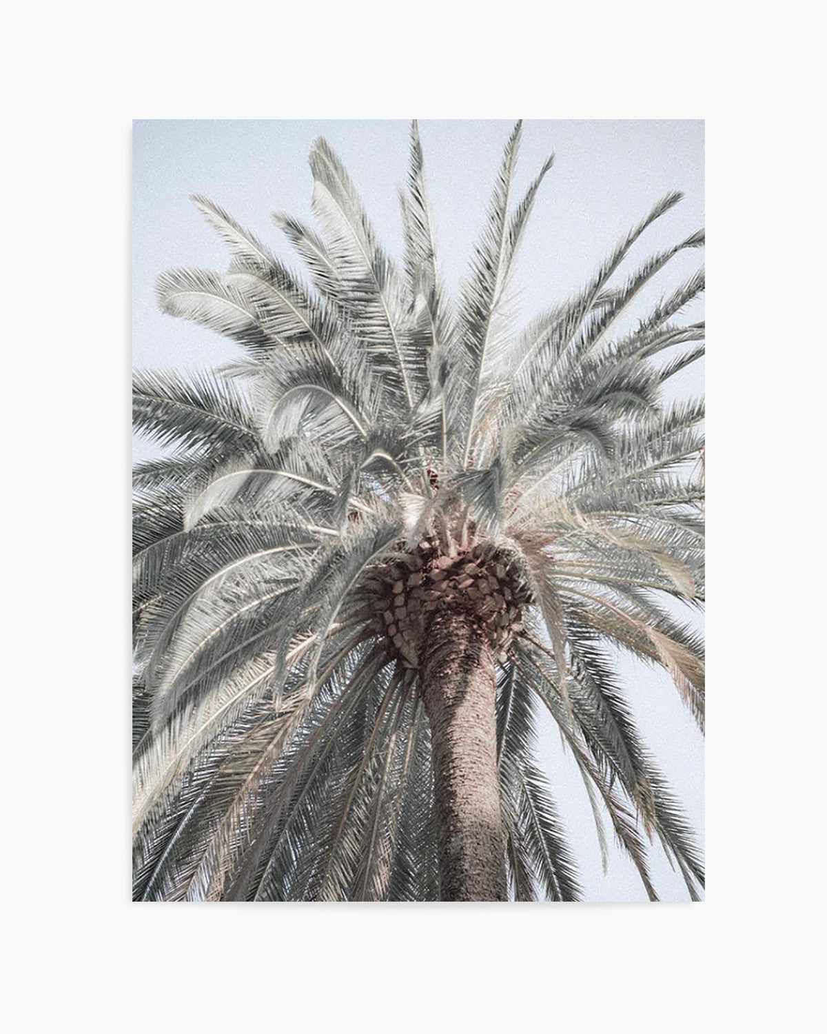 Santa Monica Palm Tree Art Print | PT