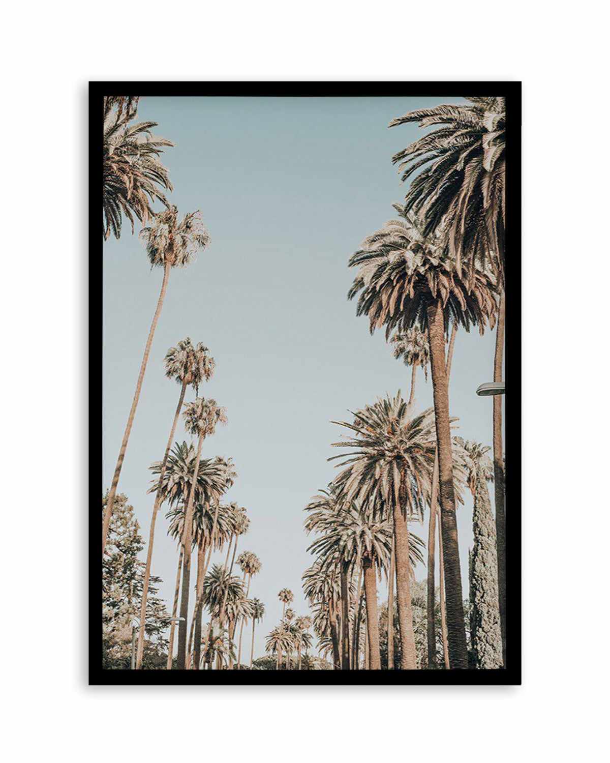 Santa Monica Palms | PT Art Print